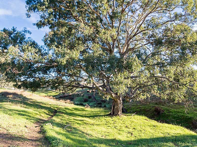 Lot 203 Petwood Road, Nairne SA 5252
