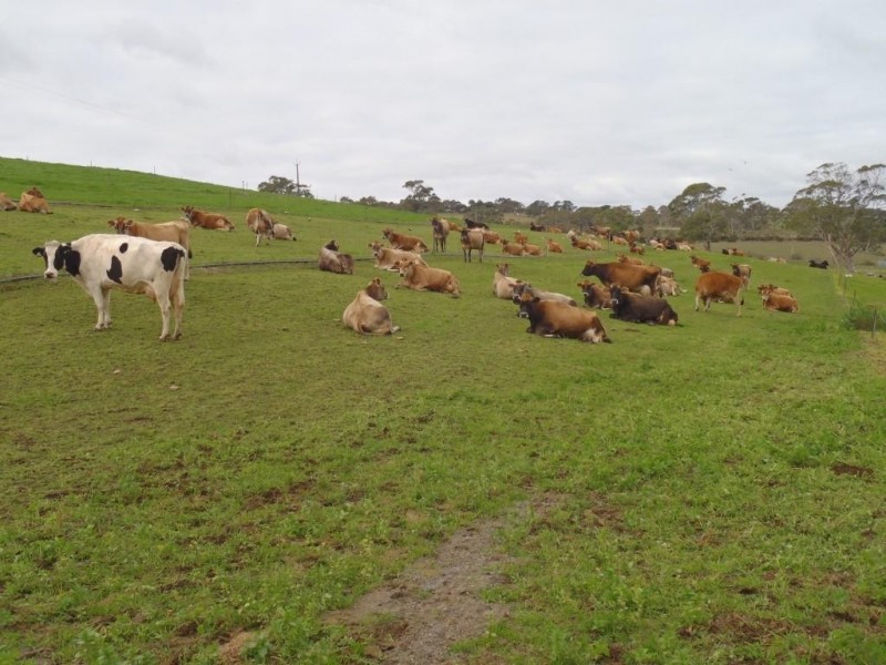 Lt 20, 21, 101 Pitt Road, Mount Barker SA 5251