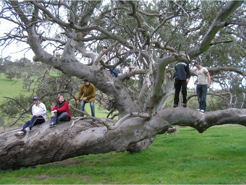 155 Petwood Road, Mount Barker SA 5251