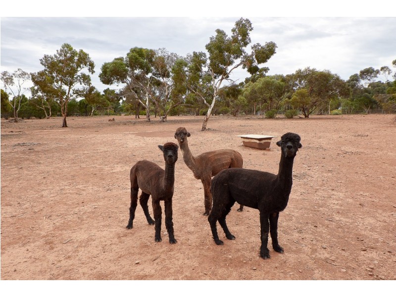 18 Meyers Road, Strathalbyn SA 5255