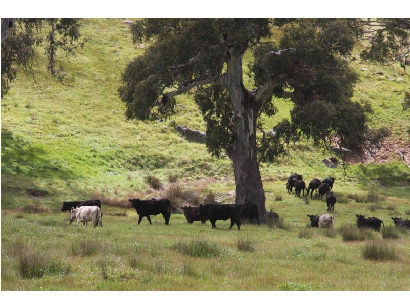 Lot 203 Petwood Road, Nairne SA 5252