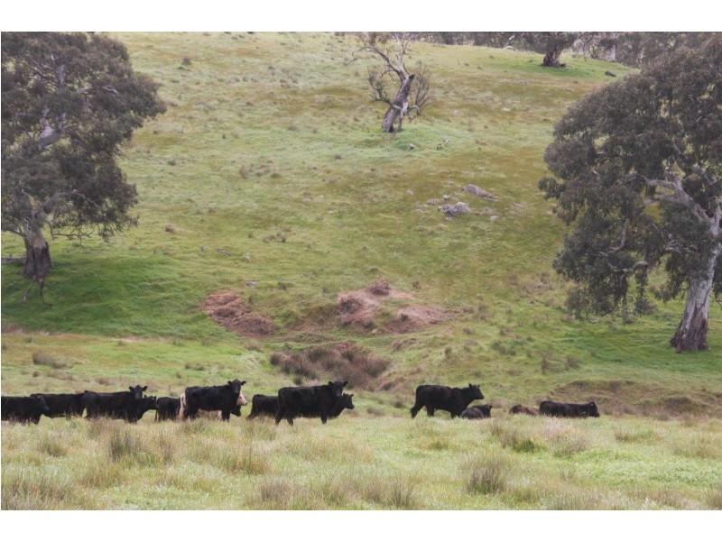 Lot 203 Petwood Road, Nairne SA 5252