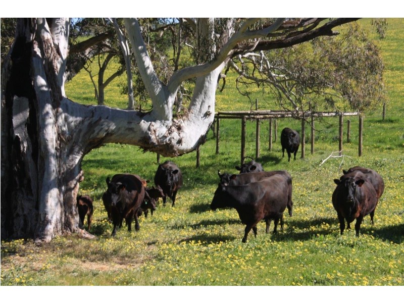 Lot 2 Nyoka Road, Macclesfield SA 5153