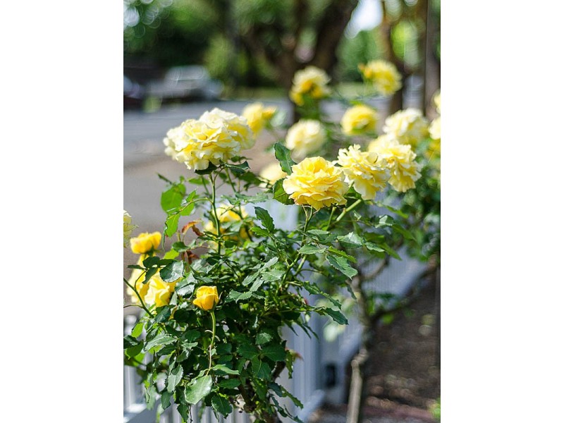 1/17 Albert Road, Mount Barker SA 5251