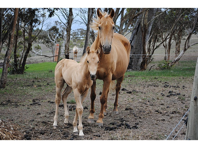 93 Phillips Hill Road, Paris Creek SA 5201