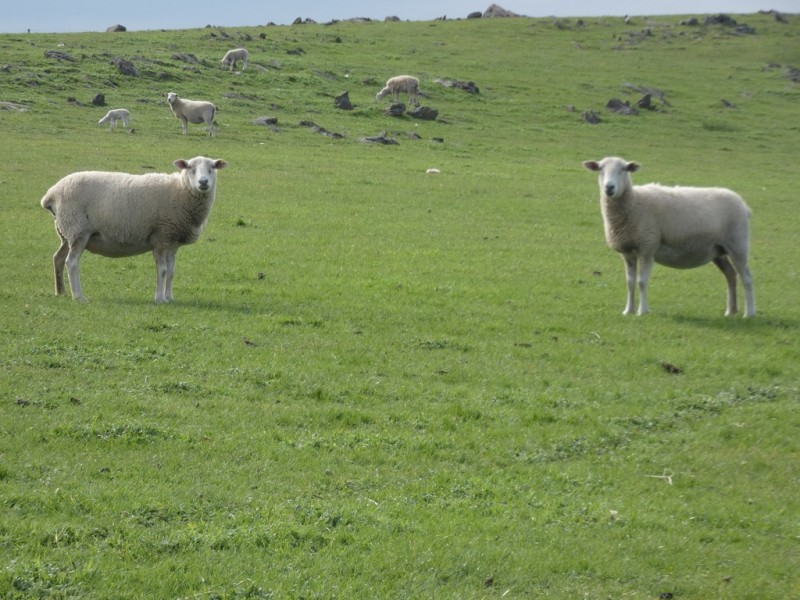 82F Treutler Road, Wistow SA 5251