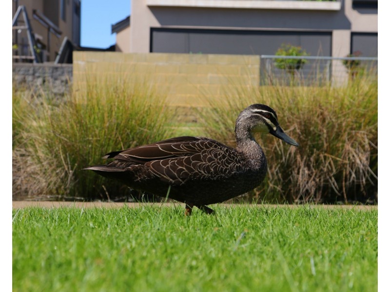 Lot 298/8 Lansdowne Entrance, Canning Vale WA 6155