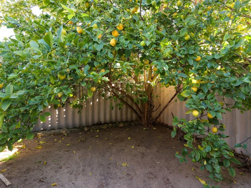 57 Centre Street, Queens Park WA 6107