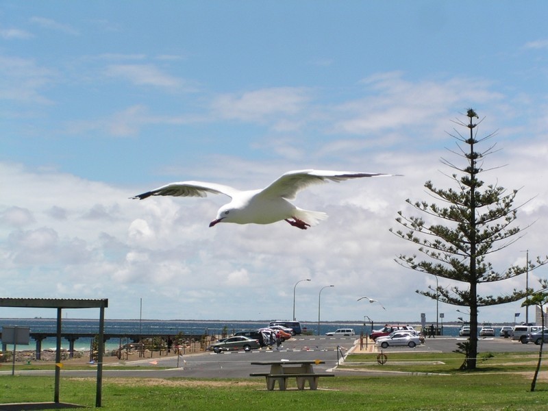 Lot 107 Hicks Street, Port Hughes SA 5558