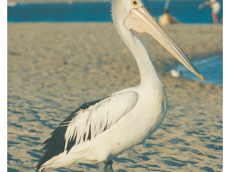 137 Lot 282 Stiles Road, Kalbarri WA 6536