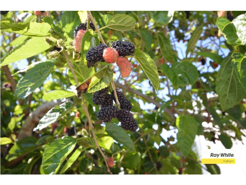 3 Smith Street, Kalbarri WA 6536