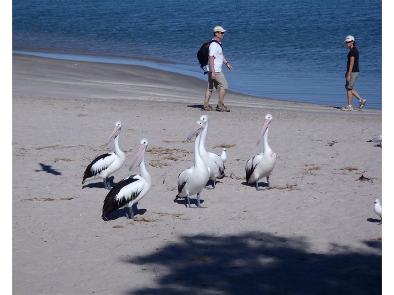 32 Lot 159 Centrolepis Circuit, Kalbarri WA 6536