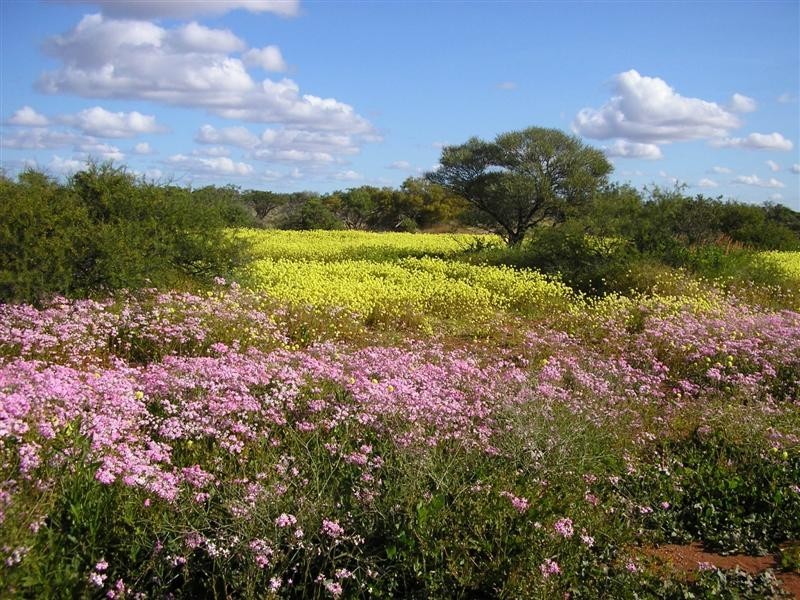 42 Lot 164 Centrolepis Circuit, Kalbarri WA 6536