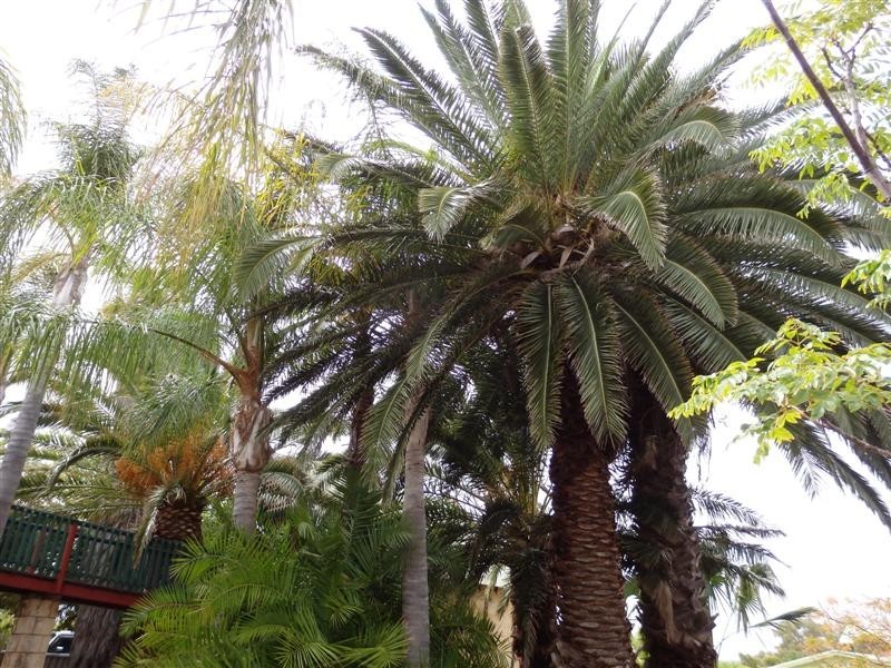 29 Smith Street, Kalbarri WA 6536