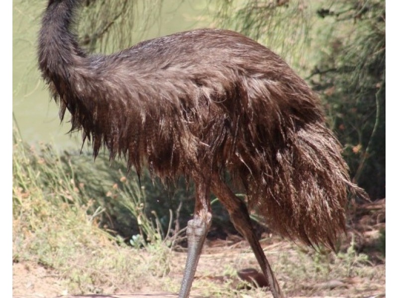 11 Lot 101 Darwinia Drive, Kalbarri WA 6536