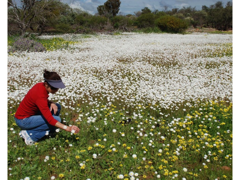 11 Lot 101 Darwinia Drive, Kalbarri WA 6536