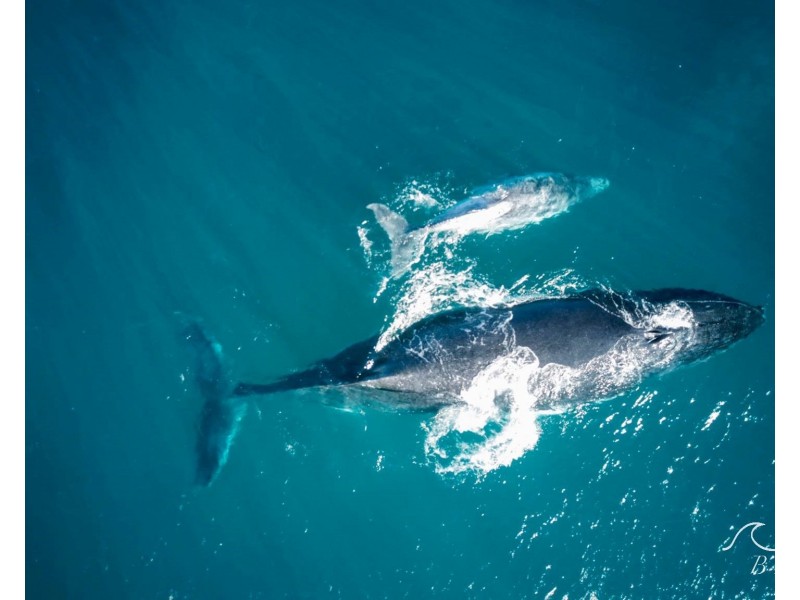 15 Lot 13 Rowe Street, Kalbarri WA 6536