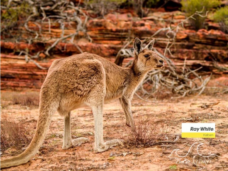 26 Lot 156 Centrolepis Circuit, Kalbarri WA 6536