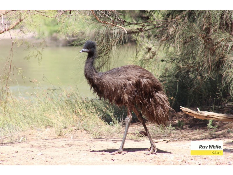 26 Lot 156 Centrolepis Circuit, Kalbarri WA 6536