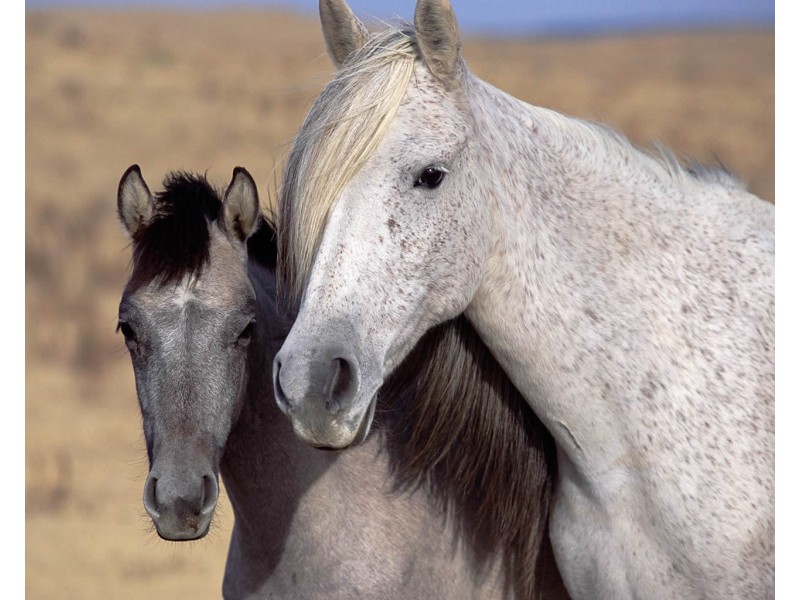 7 Ranch Court (Lot 2) – Big River Ranch, Kalbarri WA 6536