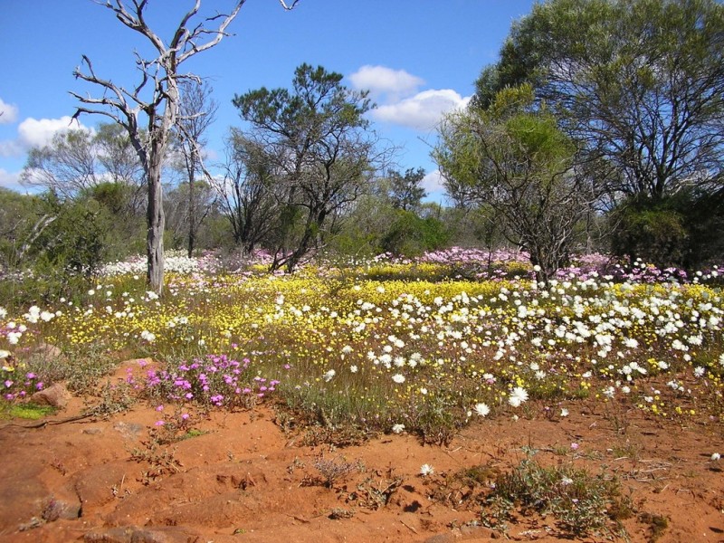 6 Lot 12 Ranch Court, Kalbarri WA 6536