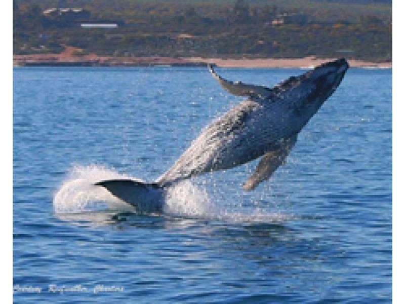 3 Lot 30 Phelps Loop, Kalbarri WA 6536