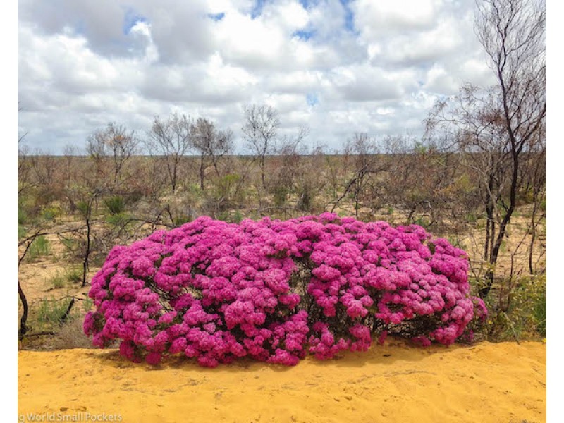 15 Lot 956 Gliddon Avenue, Kalbarri WA 6536