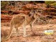 24 Lot 126 Sunstone Drive, Kalbarri WA 6536