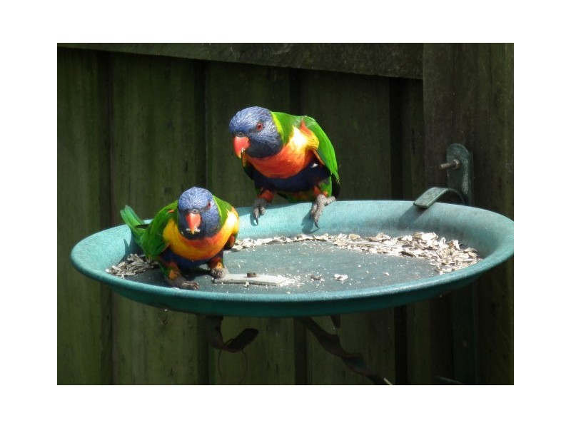 5 Picadilly Circuit, Urraween QLD 4655