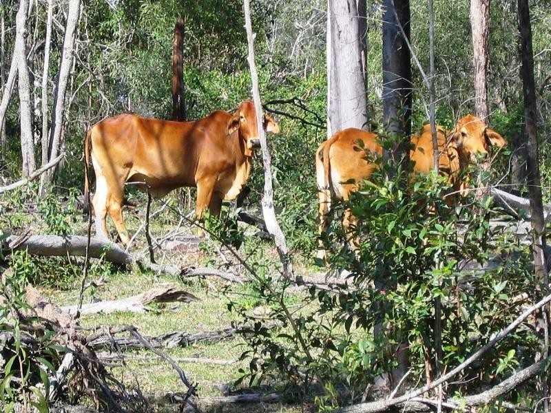 Mount Perry QLD 4671