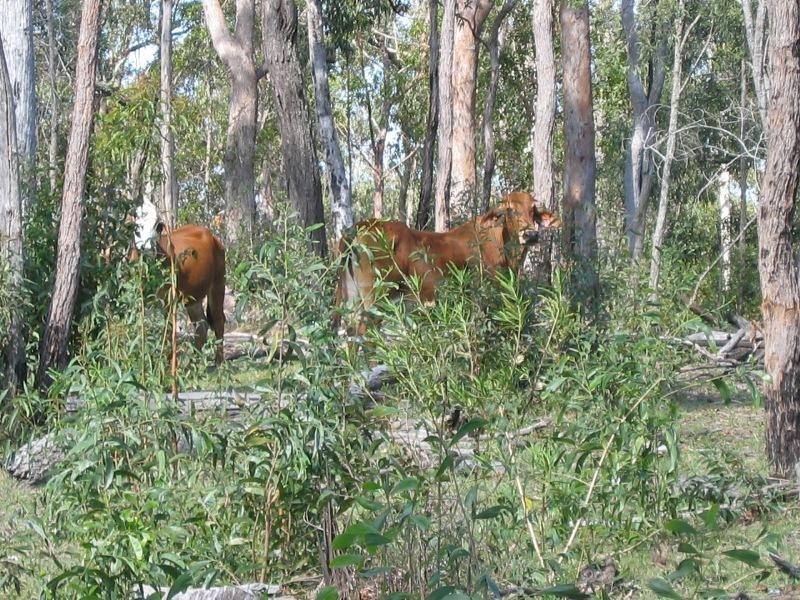 Mount Perry QLD 4671