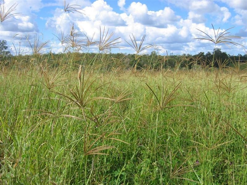 Bauple QLD 4650