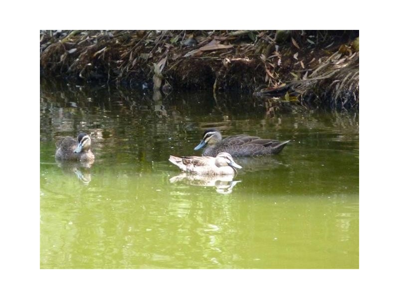 28-32  Panorama Dr, Dundowran Beach QLD 4655