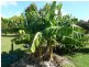 165 Parke Ave, Sunshine Acres QLD 4655