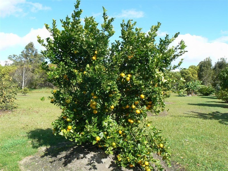 165 Parke Ave, Sunshine Acres QLD 4655