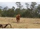 Apple Tree Creek QLD 4660