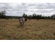 Apple Tree Creek QLD 4660