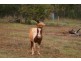 Apple Tree Creek QLD 4660