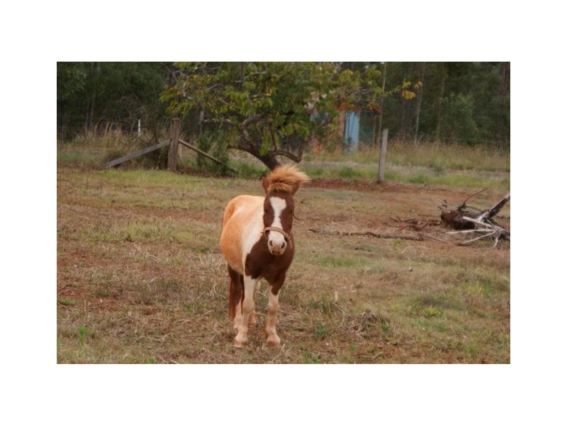 Apple Tree Creek QLD 4660