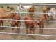 Berajondo QLD 4674