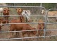 Berajondo QLD 4674