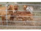 Berajondo QLD 4674
