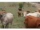 Berajondo QLD 4674