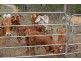 Berajondo QLD 4674