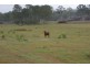 Golden Fleece QLD 4621