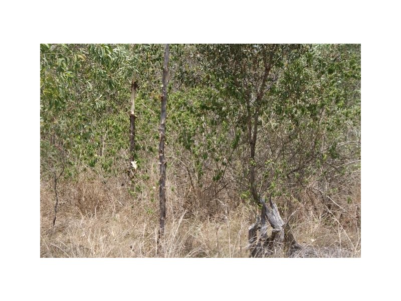 Horse Camp QLD 4671