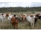 Drinan QLD 4671