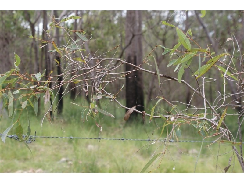 Lowmead QLD 4676