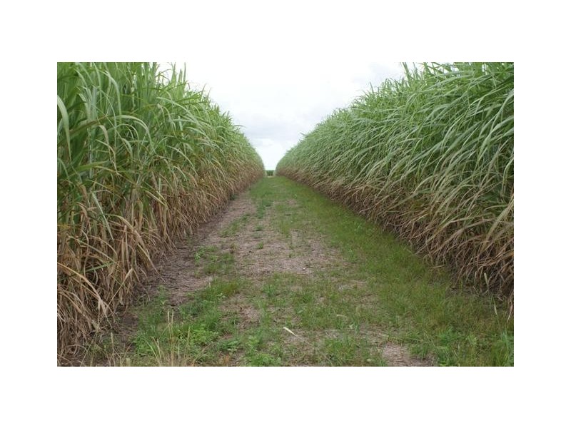 Skyring Reserve QLD 4671