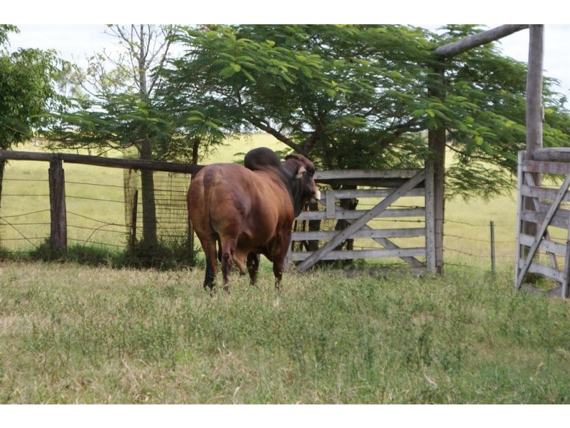 Morganville QLD 4671